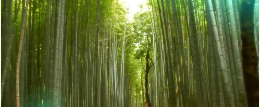 A bambusz csodája: kitartás nélkül nincs varázslat. 25mp-es poszt